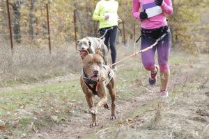 Chiens en train de courir avec leurs maîtres