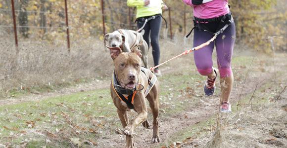 Chiens en train de courir avec leurs maîtres