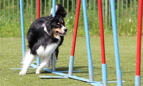 agility slalom