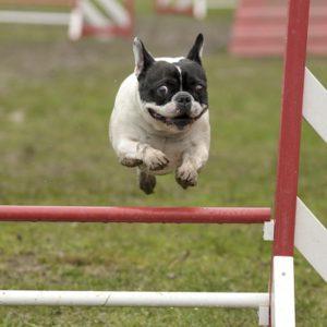 Bouledogue qui fait de l'agility