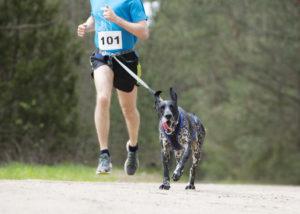 Ceinture pour courir avec son chien