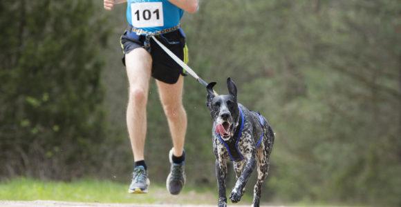 Ceinture pour courir avec son chien