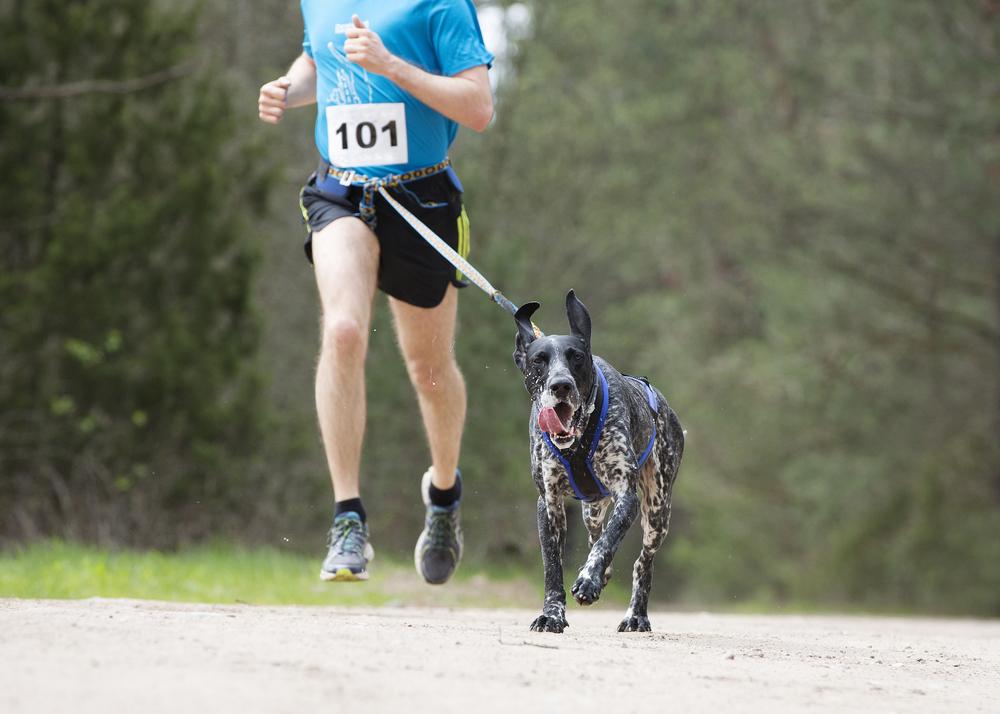 Laisse canicross, laisse pour courir avec son chien