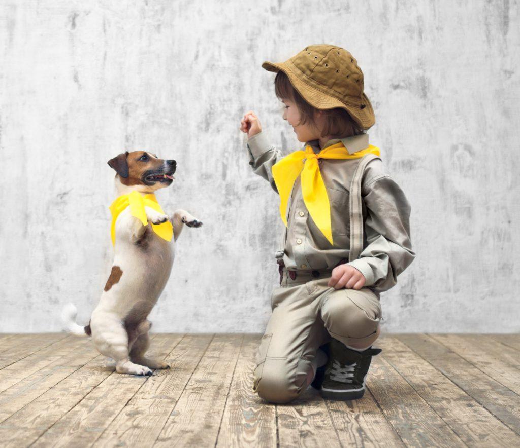 Chien faisant de l'obédience