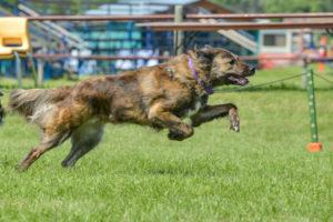 Chien faisant du ring