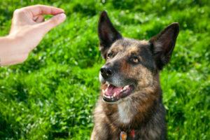 Apprendre un ordre à son chien