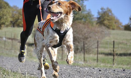 Race chien canicross