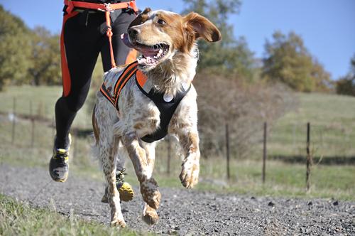 Race chien canicross