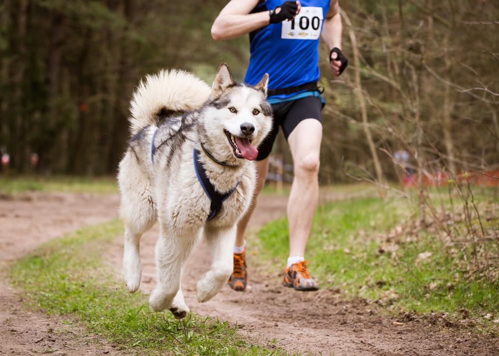 Pratiquer un sport canin