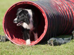 Tunnel d'agility