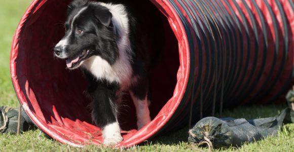 Tunnel d'agility